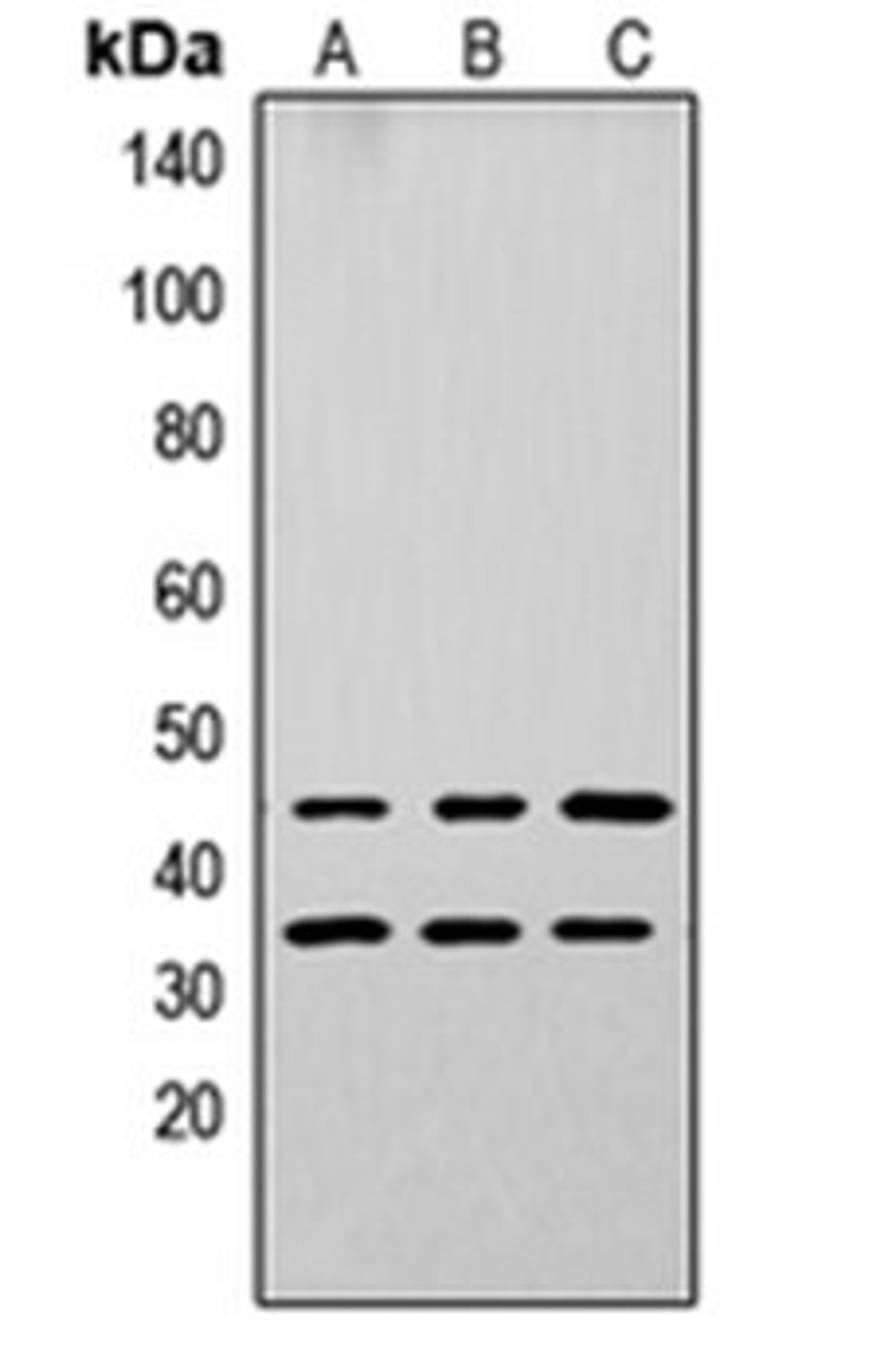 Western blot analysis of A549 (Lane 1), PC12 (Lane 2), NS-1 (Lane 3) whole cell lysates using Apolipoprotein L3 antibody