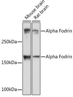 Western blot - Alpha Fodrin Rabbit mAb (A2418)