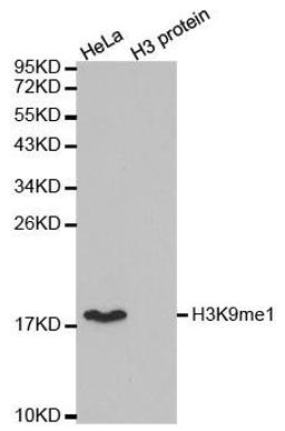 Western blot analysis of extracts of HeLa cell line and H3 protein expressed in E.coli using Histone Histone H3K9me1 antibody