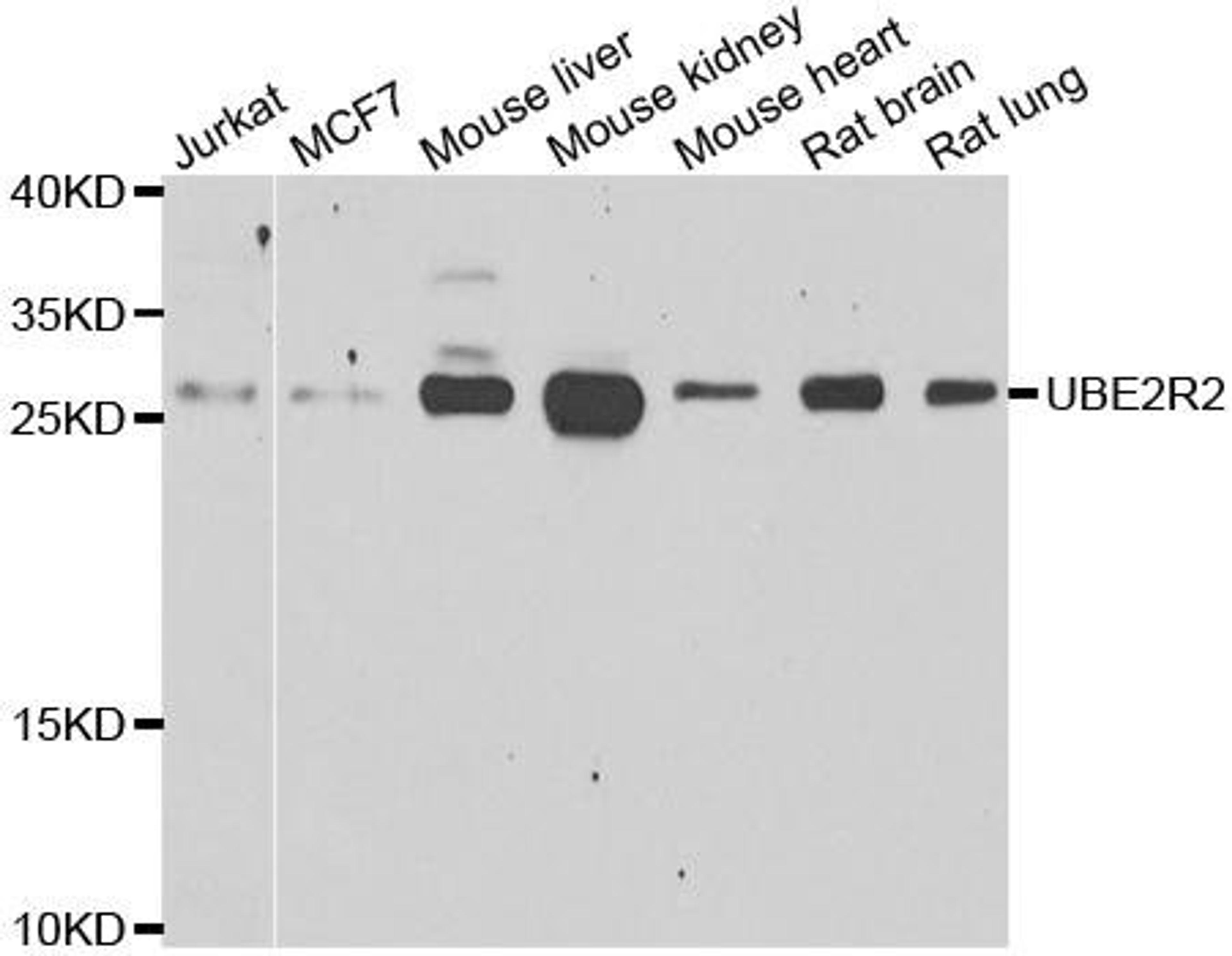 Western blot analysis of extracts of various cell lines using UBE2R2 antibody