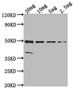 Western Blot. Positive WB detected in Recombinant protein. All lanes: malE antibody at 1:2000. Secondary. Goat polyclonal to rabbit IgG at 1/50000 dilution. Predicted band size: 48.2 kDa. Observed band size: 49 kDa. 