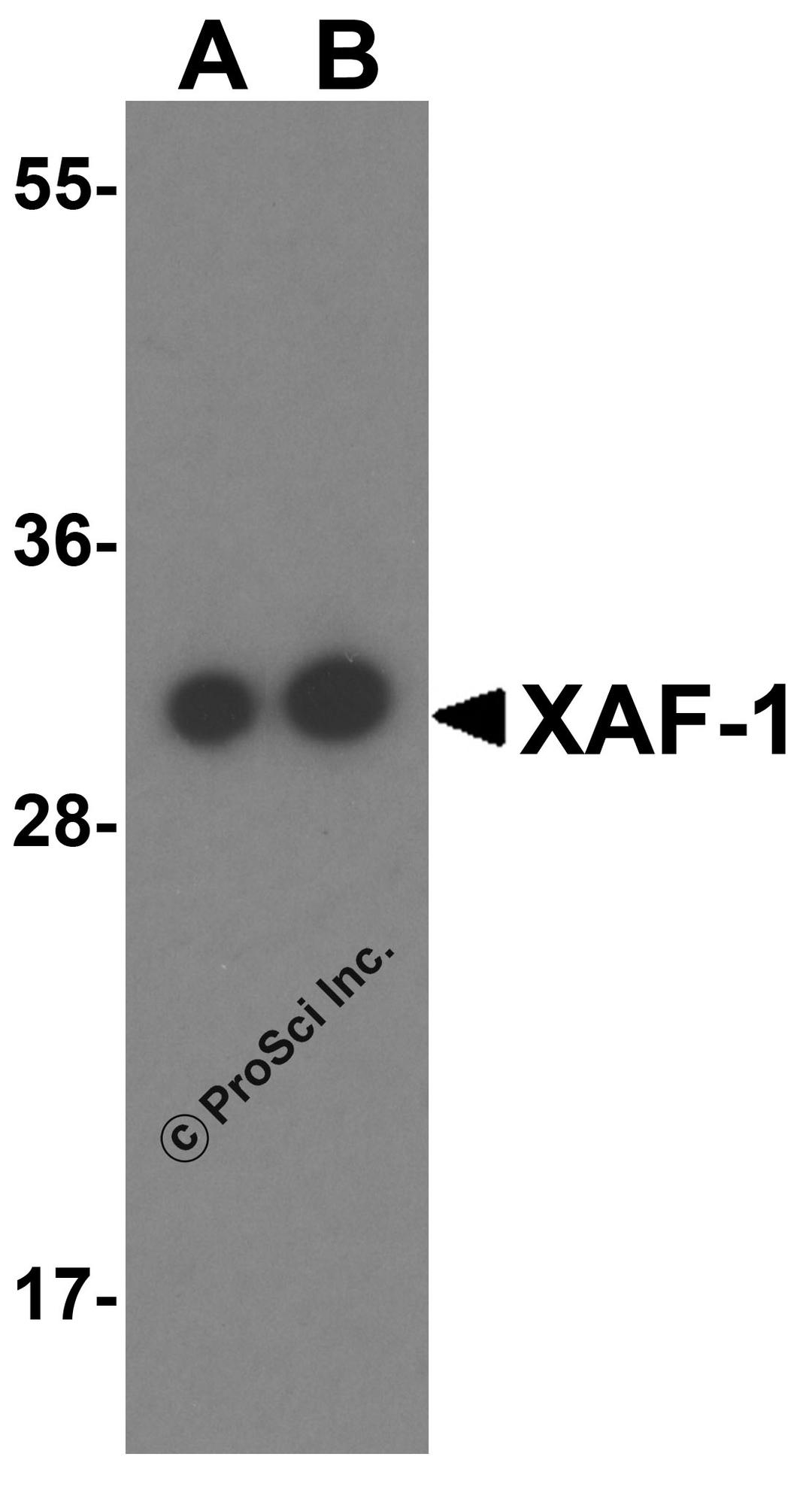 Western blot analysis of XAF-1 in human brain tissue lysate with XAF-1 antibody at (A) 0.5 and (B) 1 &#956;g/mL..