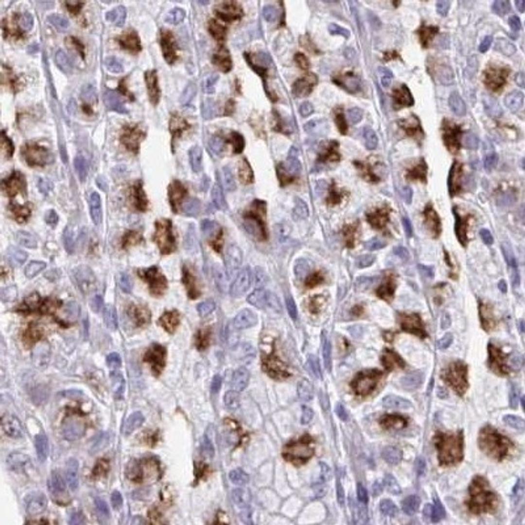 Immunohistochemistry: LINC00346 Antibody [NBP2-47401] - Analysis of human stomach tissue.