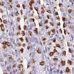 Immunohistochemistry: LINC00346 Antibody [NBP2-47401] - Analysis of human stomach tissue.