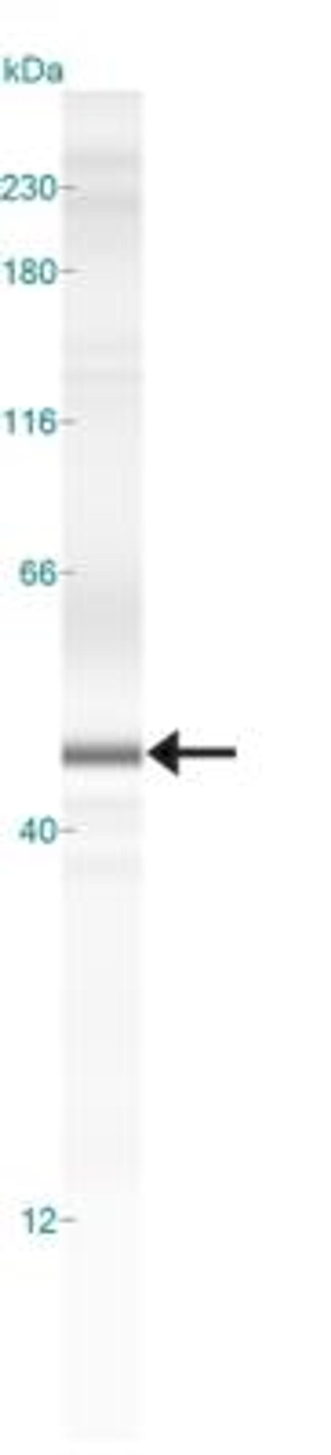 Simple Western: GABA-A R beta 3 Antibody [NB300-199] - Simple Western lane view shows a specific band for GABA-A Receptor Beta 3 in 0.5 mg/ml of Human Brain lysate.  This experiment was performed under reducing conditions using the 12-230 kDa separation system.