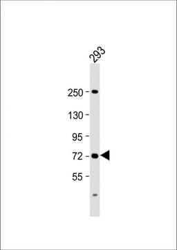 Western Blot at 1:2000 dilution + 293 whole cell lysate Lysates/proteins at 20 ug per lane.