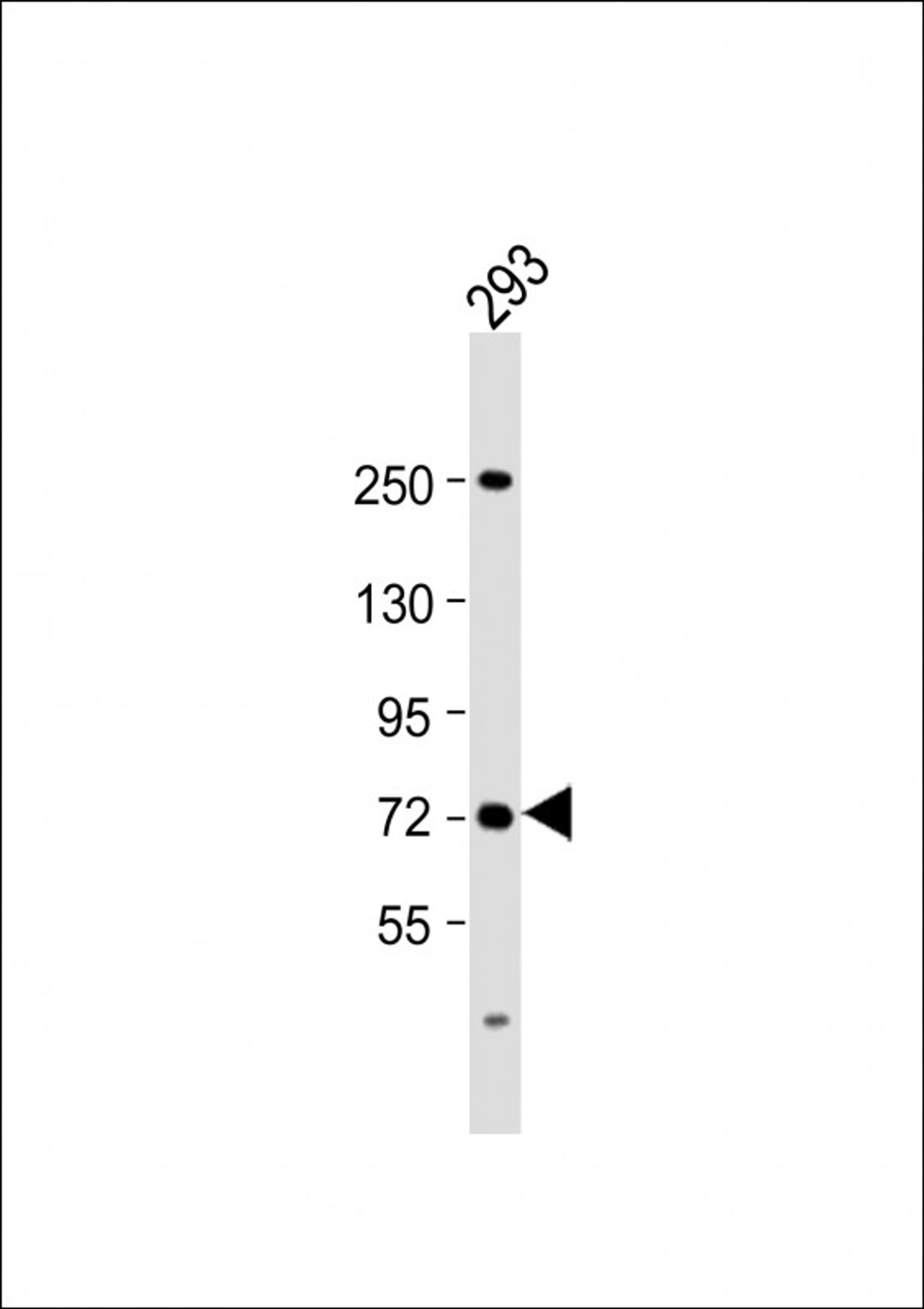 Western Blot at 1:2000 dilution + 293 whole cell lysate Lysates/proteins at 20 ug per lane.