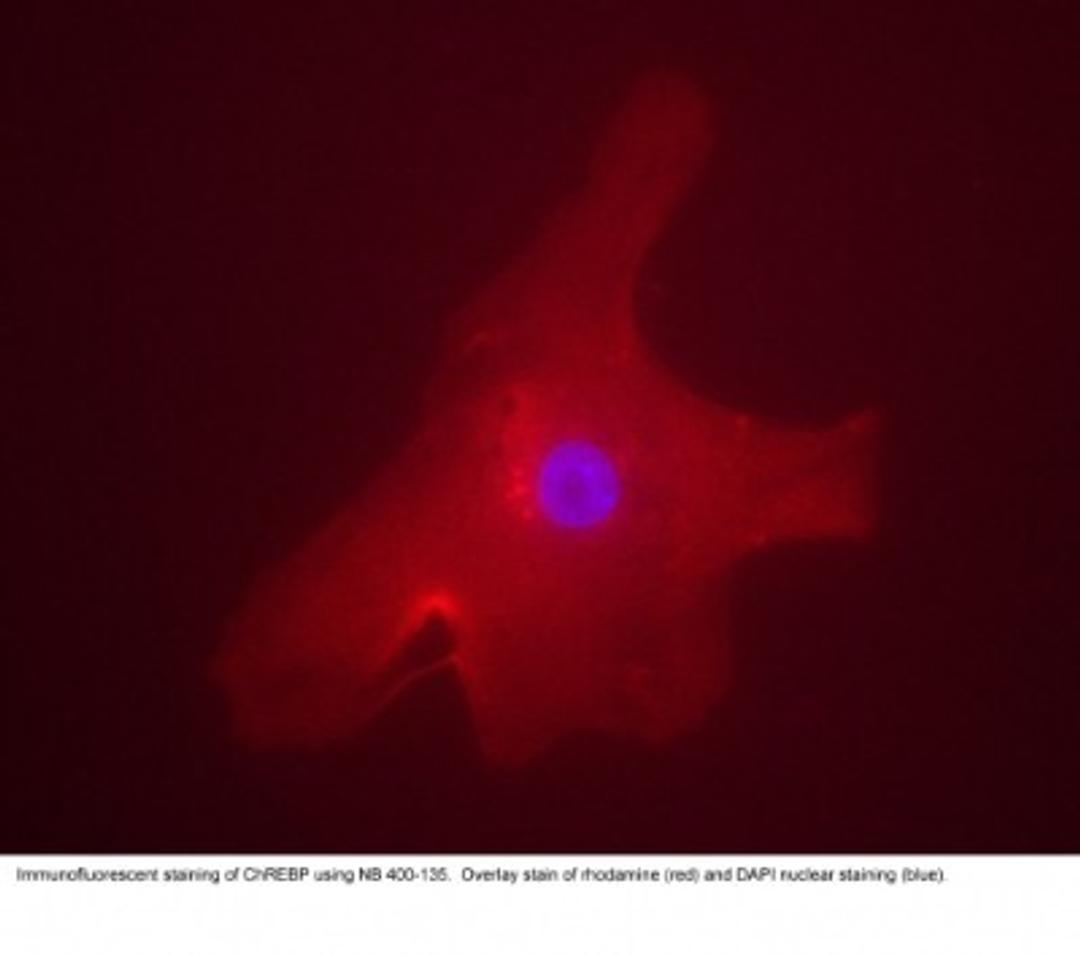 Immunocytochemistry/Immunofluorescence: CHREBP Antibody [NB400-135] - Immunofluorescent staining of a human hepatocyte using NB400-135. Overlay staining of ChREBP (rhodamine red) and DAPI nuclear staining (blue).