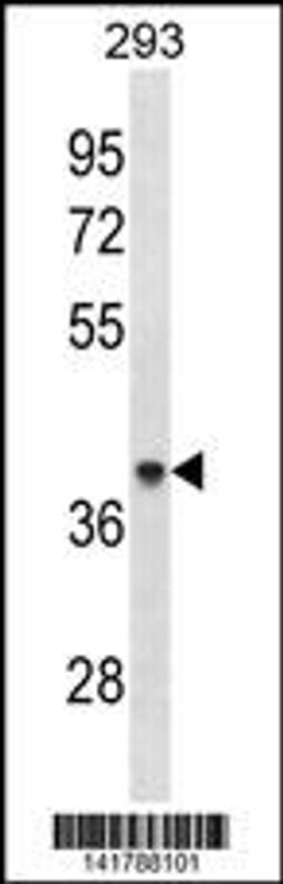 Western blot analysis in 293 cell line lysates (35ug/lane).