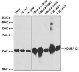 Western blot - NDUFA12 antibody (A8237)