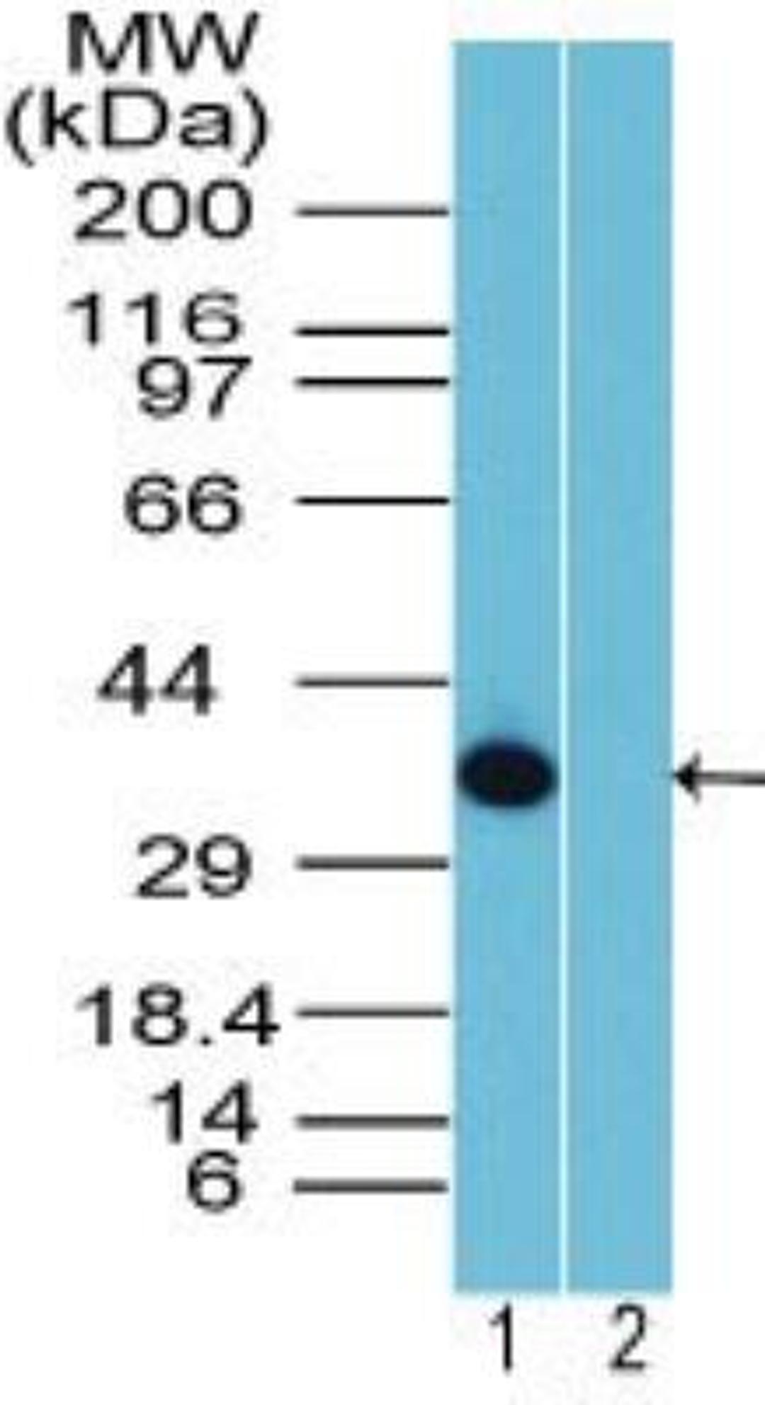 Western Blot: Rhox10 Antibody [NBP2-23834] - Western blot analysis of Rhox10 Antibody in 12 day mouse testis in the 1) absence and 2) presence of immunizing peptide using Rhox10 Antibody at 1:2000.