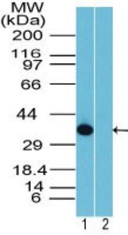 Western Blot: Rhox10 Antibody [NBP2-23834] - Western blot analysis of Rhox10 Antibody in 12 day mouse testis in the 1) absence and 2) presence of immunizing peptide using Rhox10 Antibody at 1:2000.