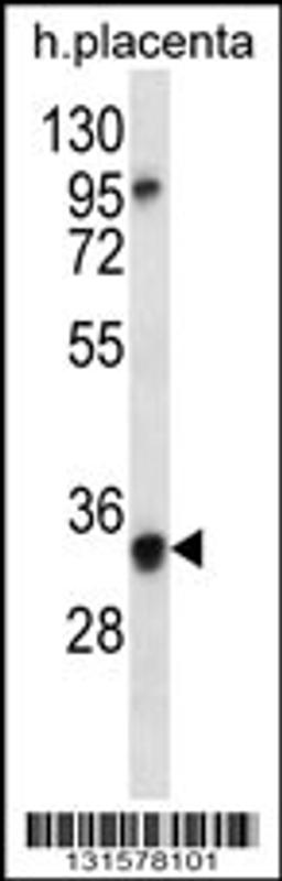 Western blot analysis in human placenta tissue lysates (35ug/lane).