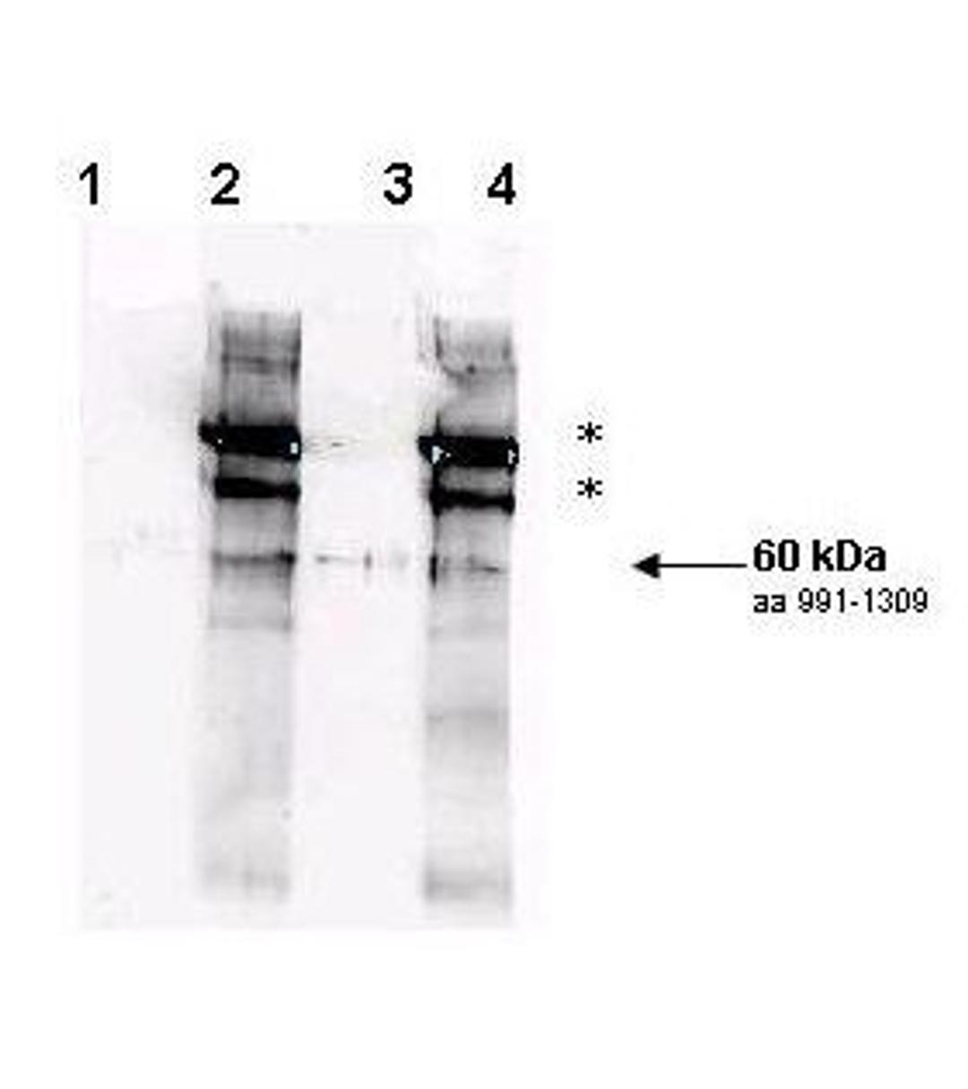 Western blot analysis of Lane 1 - non-phosphorylated wild type yeast Rad9, Lane 2 - in vitro phosphorylated wild type yeast Rad9, Lane 3 - non-phosphorylated S1129A/S1260A double mutant Rad9, Lane 4 - in vitro phosphorylated S1129A/S1260A double mutant us