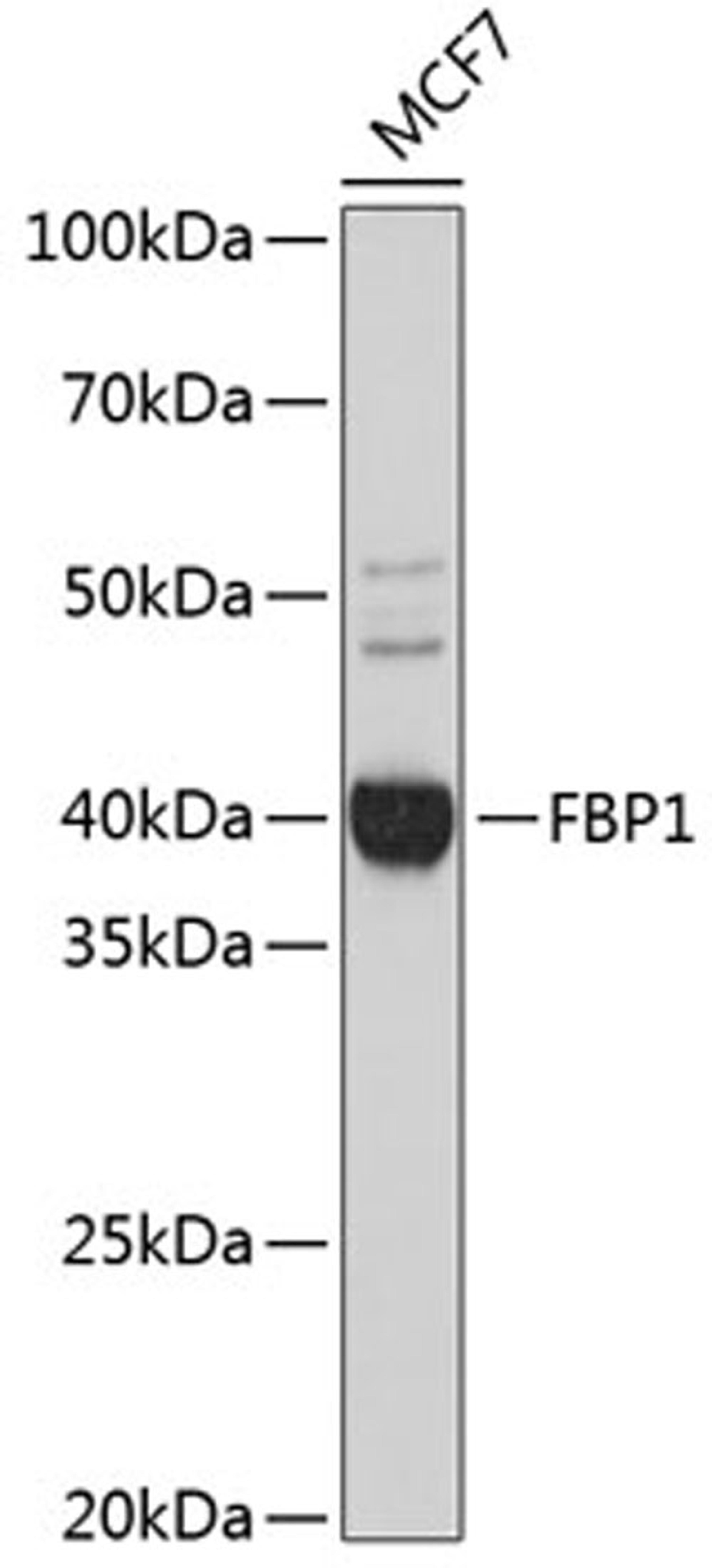 Western blot - FBP1 Rabbit mAb (A11664)