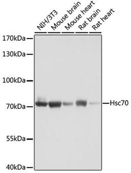 Western blot - Hsc70 antibody (A2487)