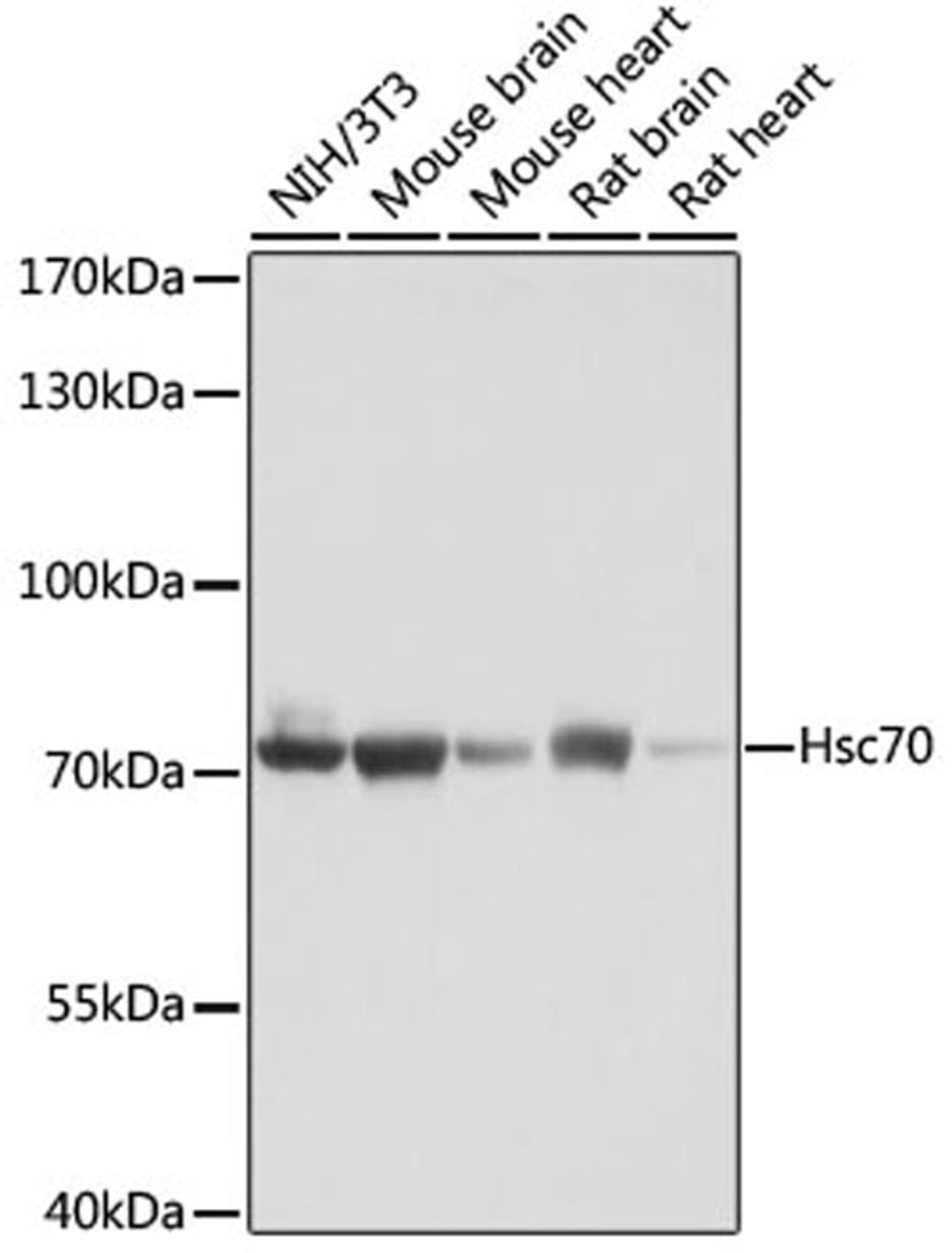 Western blot - Hsc70 antibody (A2487)