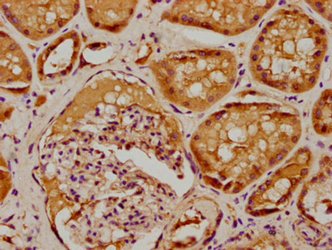 IHC image of CSB-PA020731LA01HU diluted at 1:100 and staining in paraffin-embedded human kidney tissue performed on a Leica BondTM system. After dewaxing and hydration, antigen retrieval was mediated by high pressure in a citrate buffer (pH 6.0). Section was blocked with 10% normal goat serum 30min at RT. Then primary antibody (1% BSA) was incubated at 4&deg;C overnight. The primary is detected by a biotinylated secondary antibody and visualized using an HRP conjugated SP system.
