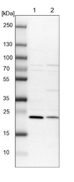 Western Blot: THOC7 Antibody [NBP1-82076] - Lane 1: NIH-3T3 cell lysate (Mouse embryonic fibroblast cells)<br/>Lane 2: NBT-II cell lysate (Rat Wistar bladder tumour cells)