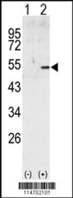 Western blot analysis of CCNA2 using rabbit polyclonal CCNA2 Antibody using 293 cell lysates (2 ug/lane) either nontransfected (Lane 1) or transiently transfected with the CCNA2 gene (Lane 2).