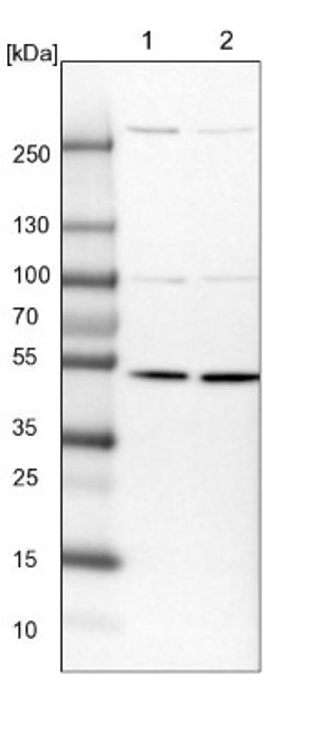 Western Blot: DNA polymerase delta p50 Antibody [NBP1-90925] - Lane 1: NIH-3T3 cell lysate (Mouse embryonic fibroblast cells)<br/>Lane 2: NBT-II cell lysate (Rat Wistar bladder tumour cells)