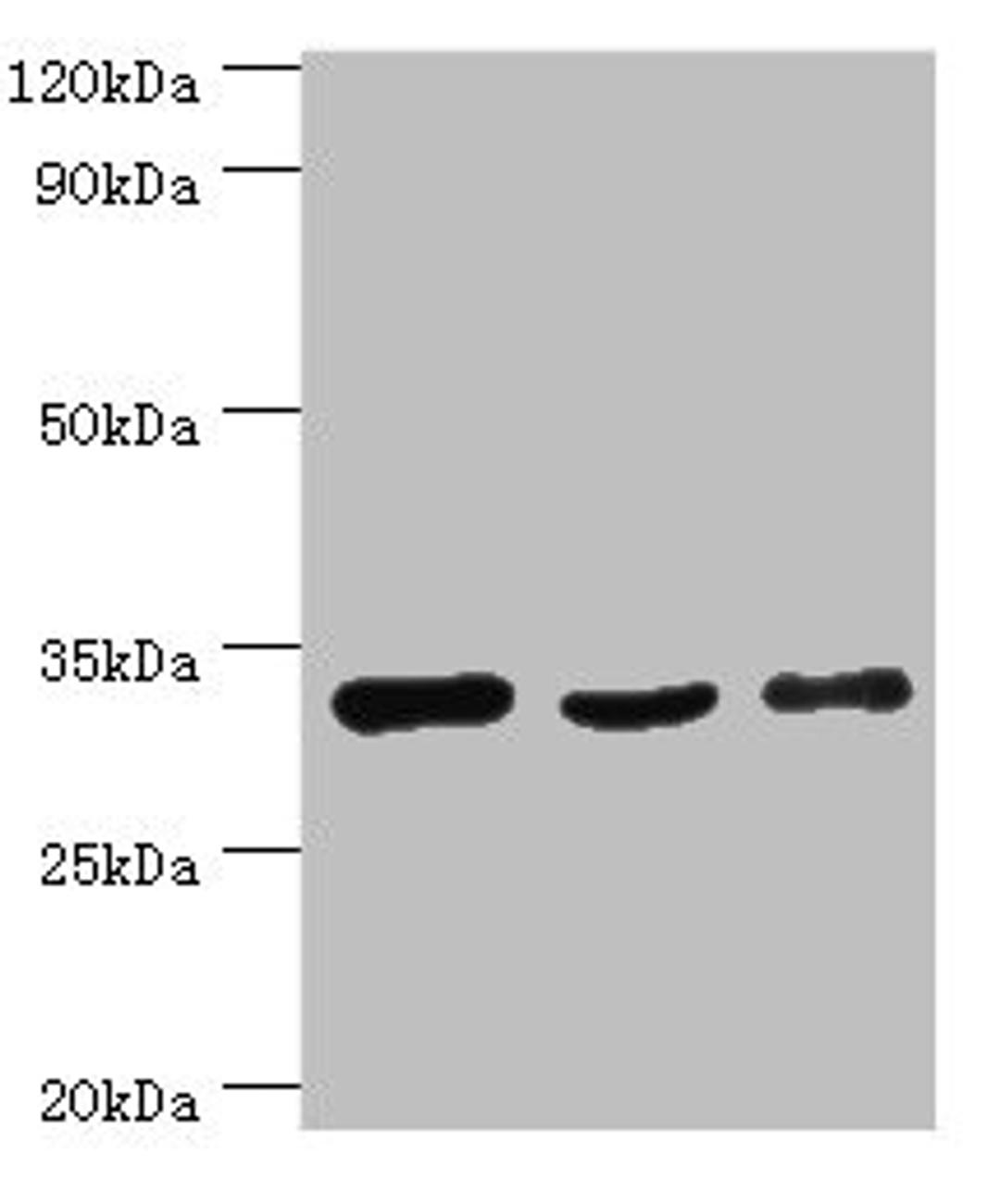 Western blot. All lanes: PHB2 antibody at 3ug/ml. Lane 1: Hela whole cell lysate. Lane 2: K562 whole cell lysate. Lane 3: MCF-7 whole cell lysate. Secondary. Goat polyclonal to rabbit IgG at 1/10000 dilution. Predicted band size: 34, 30 kDa. Observed band size: 34 kDa. 
