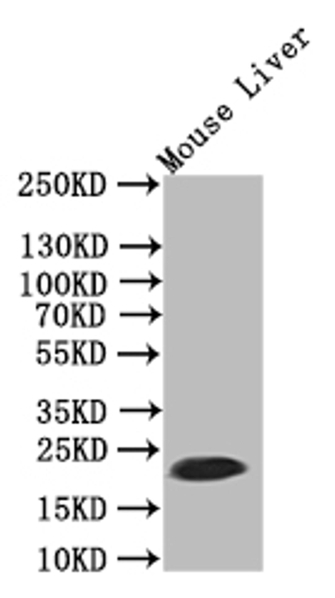 Western Blot. Positive WB detected in: Mouse Liver tissue lysate. All lanes:Ferritin antibody at 1:500. Secondary. Goat polyclonal to rabbit IgG at 1/50000 dilution. Predicted band size: 21 kDa. Observed band size: 21 kDa. 