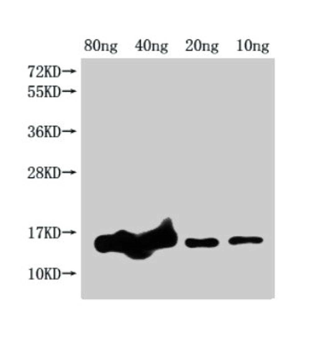 Western Blot. Positive WB detected in Recombinant protein. All lanes: grxD antibody at 1:2000. Secondary. Goat polyclonal to rabbit IgG at 1/50000 dilution. Predicted band size: 17 kDa. Observed band size: 15 kDa. 