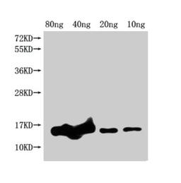 Western Blot. Positive WB detected in Recombinant protein. All lanes: grxD antibody at 1:2000. Secondary. Goat polyclonal to rabbit IgG at 1/50000 dilution. Predicted band size: 17 kDa. Observed band size: 15 kDa. 