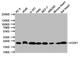 Western BlotPositive WB detected in:PC-3 whole cell lysate (20µg), A549 whole cell lysate (20µg), U251 whole cell lysate (20µg), Hela whole cell lysate (20µg), MCF-7 whole cell lysate (20µg), HEK293 whole cell lysate (20µg), Mouse Heart tissue lysate (20µg), Rat Heart tissue lysate (20µg)All lanes: CAV1 antibody at 1:500SecondaryGoat polyclonal to mouse IgG at 1/50000 dilutionPredicted band size:20 kDaObserved band size:20 kDaExposure time:120s