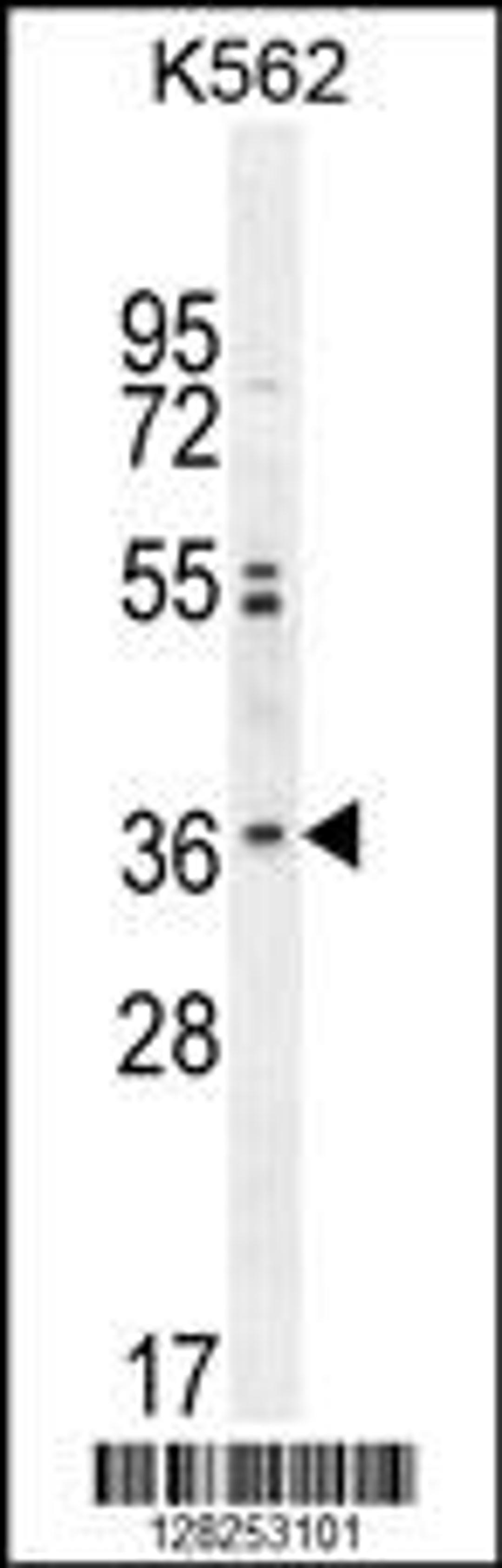 Western blot analysis in K562 cell line lysates (35ug/lane).