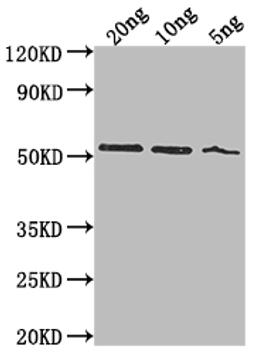 Western Blot. Positive WB detected in Recombinant protein. All lanes: lasB antibody at 1:2000. Secondary. Goat polyclonal to rabbit IgG at 1/50000 dilution. Predicted band size: 49.1 kDa. Observed band size: 52 kDa. 