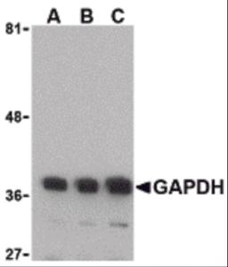 Western blot analysis of GAPDH in HeLa cell lysate with GAPDH antibody at (A) 0.125, (B) 0.25 and (C) 0.5 &#956;g/mL.