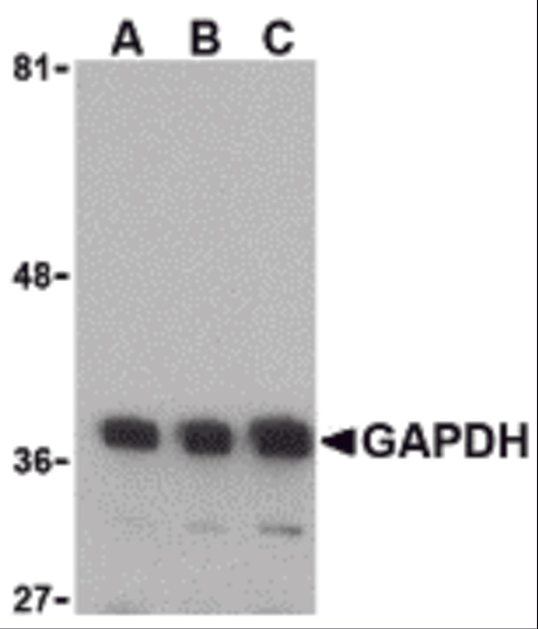 Western blot analysis of GAPDH in HeLa cell lysate with GAPDH antibody at (A) 0.125, (B) 0.25 and (C) 0.5 μg/mL.