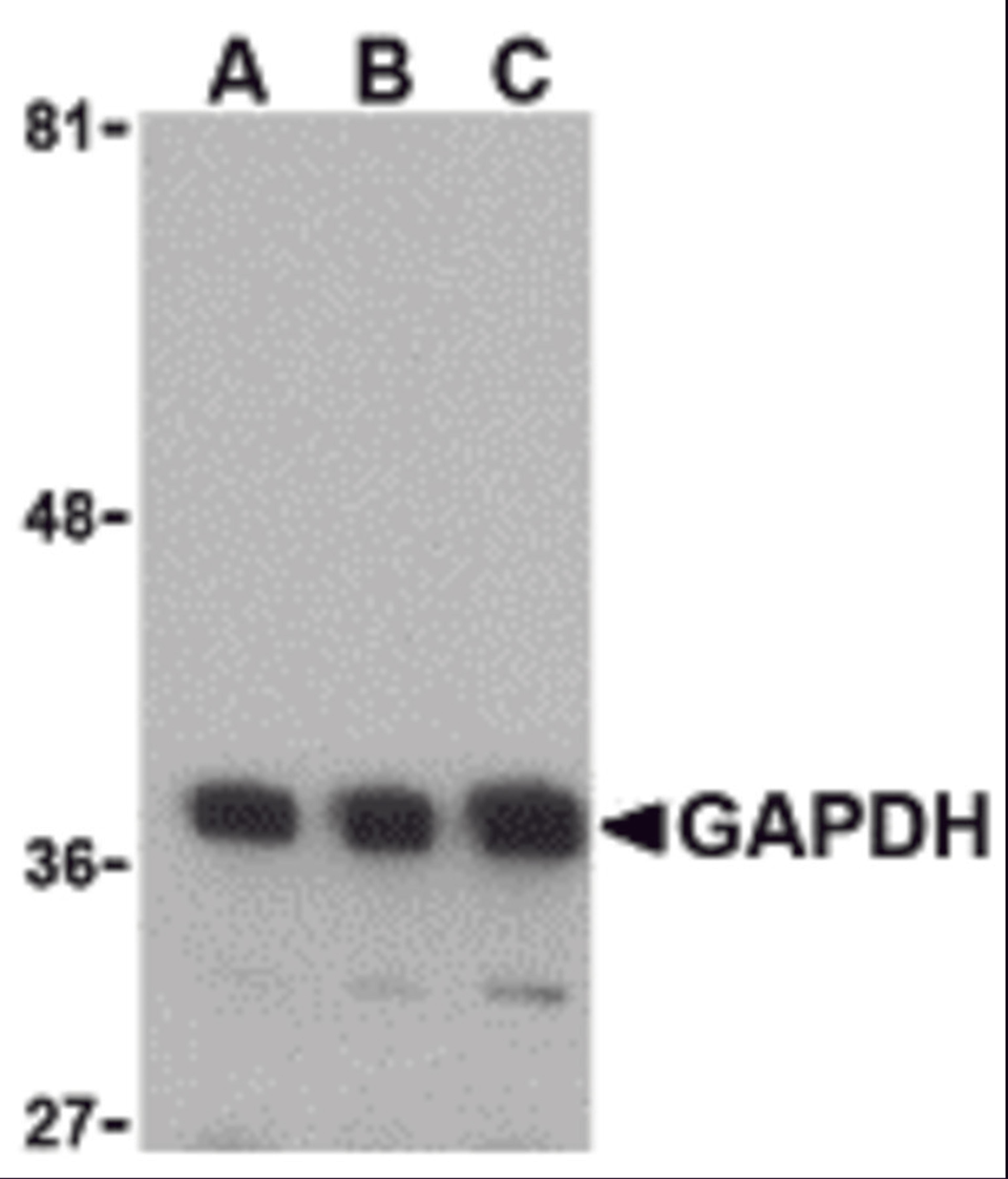 Western blot analysis of GAPDH in HeLa cell lysate with GAPDH antibody at (A) 0.125, (B) 0.25 and (C) 0.5 μg/mL.
