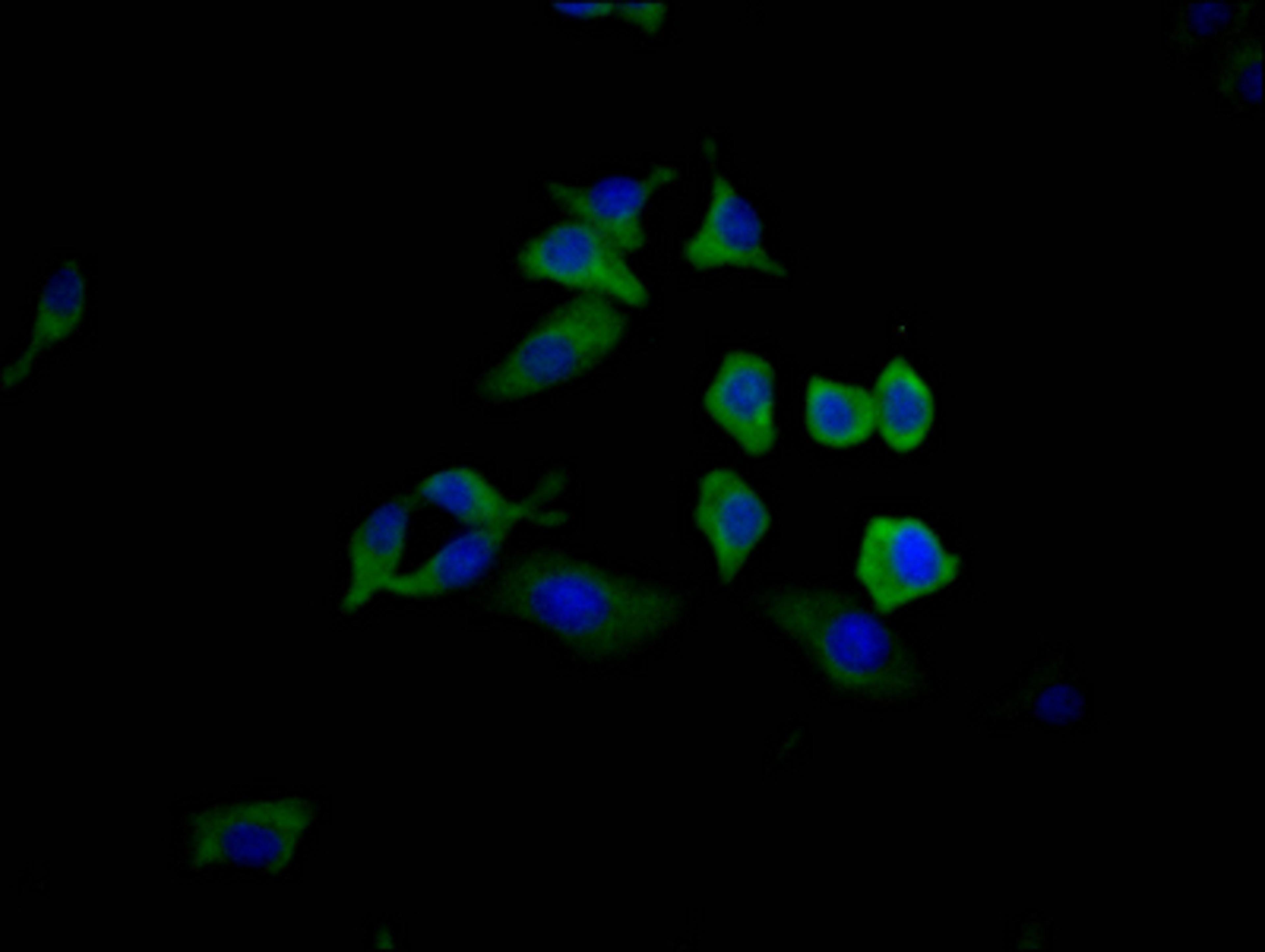 Immunofluorescence staining of HepG2 Cells with CSB-RA592348A0HU at 1:50, counter-stained with DAPI. The cells were fixed in 4% formaldehyde, permeated by 0.2% TritonX-100, and blocked in 10% normal Goat Serum. The cells were then incubated with the antibody overnight at 4℃. Nuclear DNA was labeled in blue with DAPI. The secondary antibody was FITC-conjugated AffiniPure Goat Anti-Rabbit IgG (H+L).