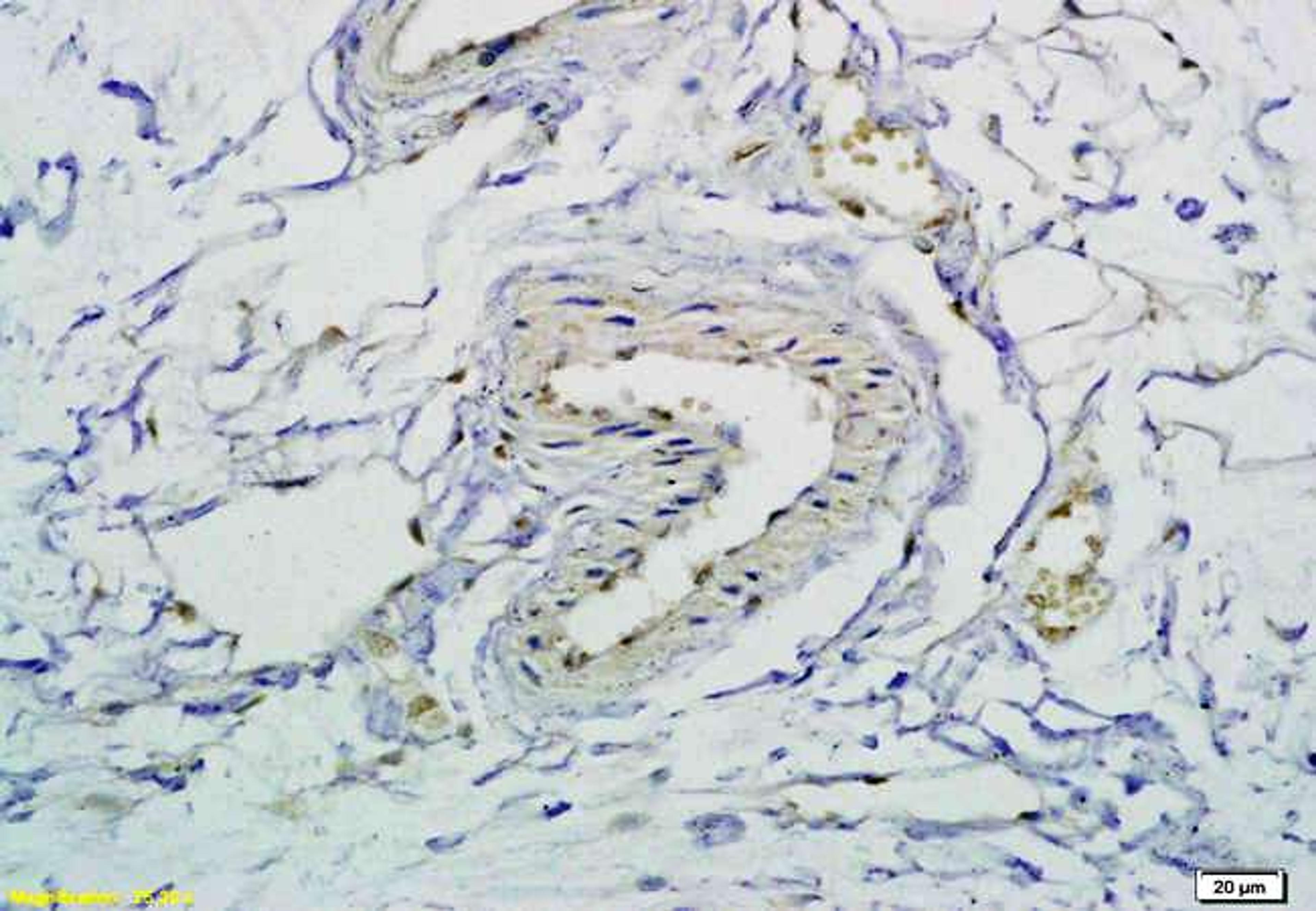 Immunohistochemical analysis of paraffin-embedded rabbit soft tissue using CD62L antibody .