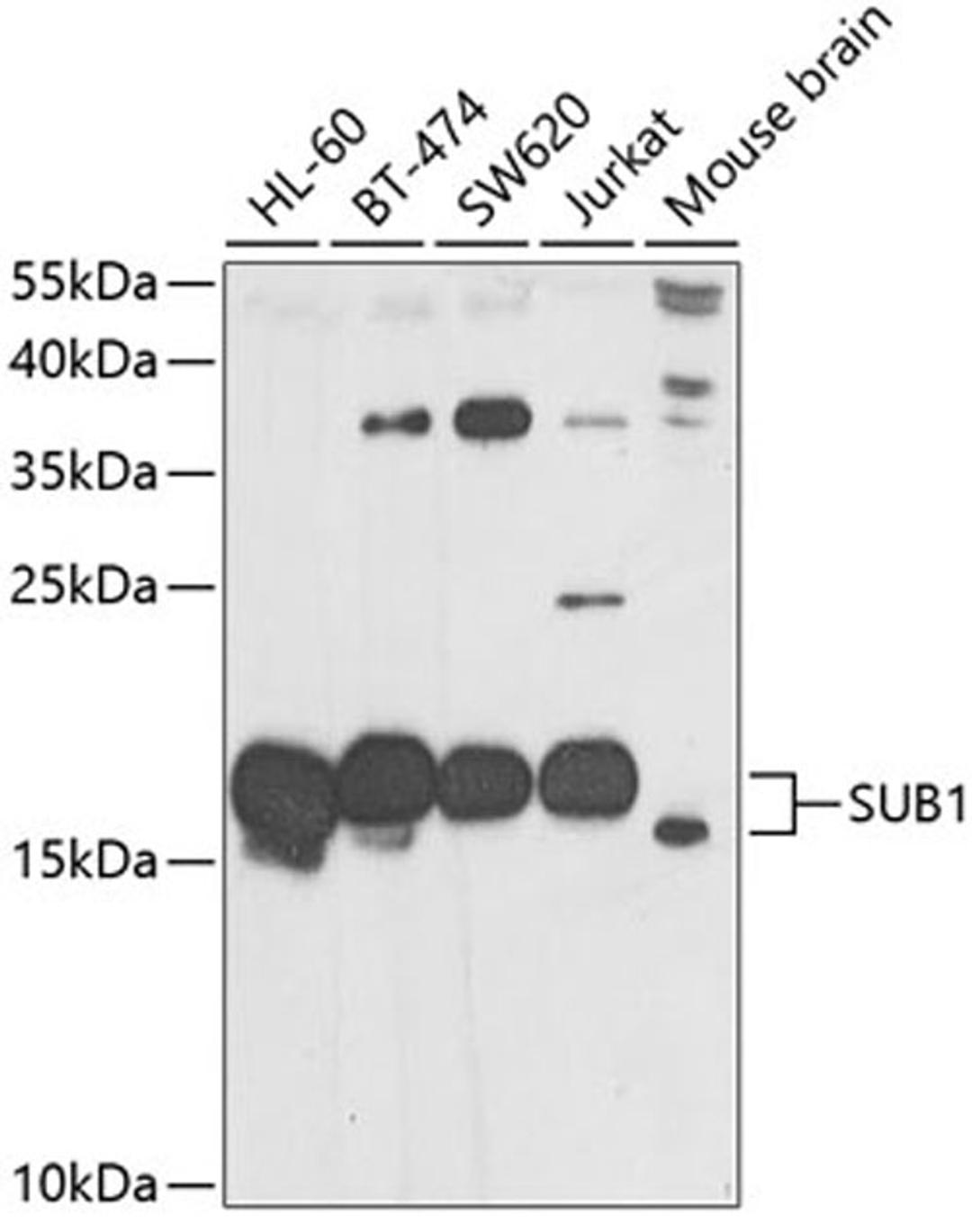 Western blot - SUB1 antibody (A7070)