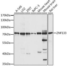 Western blot - ZNF133 antibody (A15738)