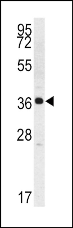 Western blot analysis of Kallikrein 2 (KLK2) Antibody in K562 cell line lysates (35ug/lane)