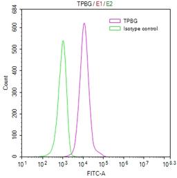 Overlay Peak curve showing MCF7 cells stained with CSB-RA024093MA1HU (red line) at 1:100. Then 10% normal goat serum to block non-specific protein-protein interactions followed by the antibody (1ug/1*10<sup>6</sup>cells) for 45min at 4℃. The secondary antibody used was FITC-conjugated Goat Anti-human IgG(H+L) at 1:200 dilution for 35min at 4℃.Control antibody (green line) was human IgG (1ug/1*10<sup>6</sup>cells) used under the same conditions. Acquisition of >10,000 events was performed.