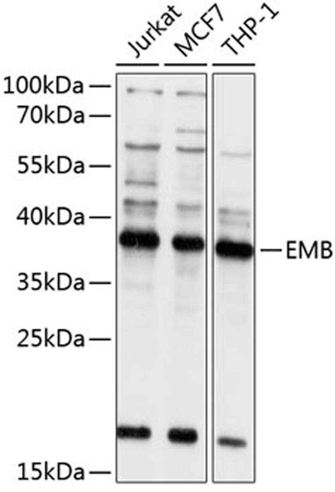 Western blot - EMB antibody (A10423)