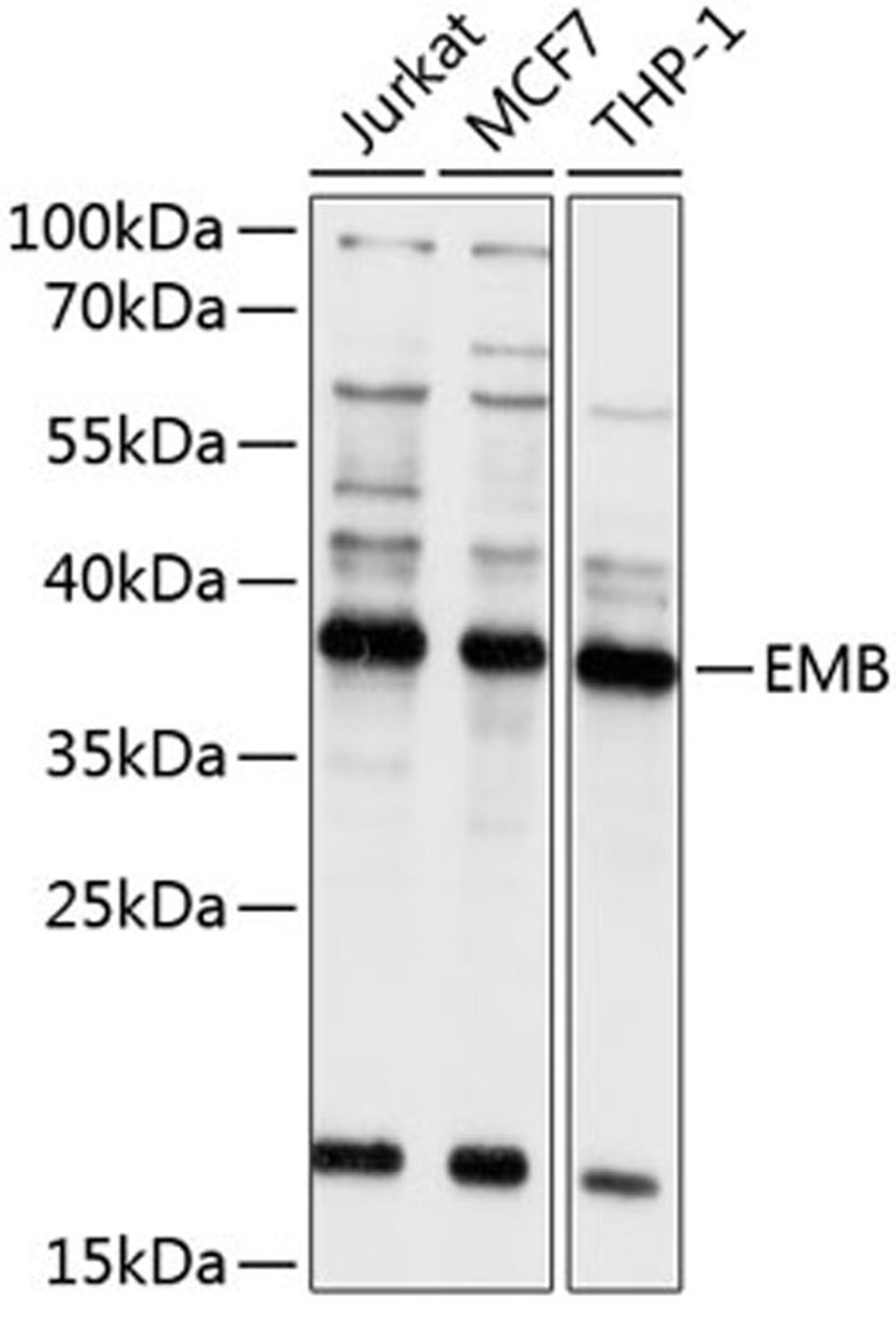 Western blot - EMB antibody (A10423)