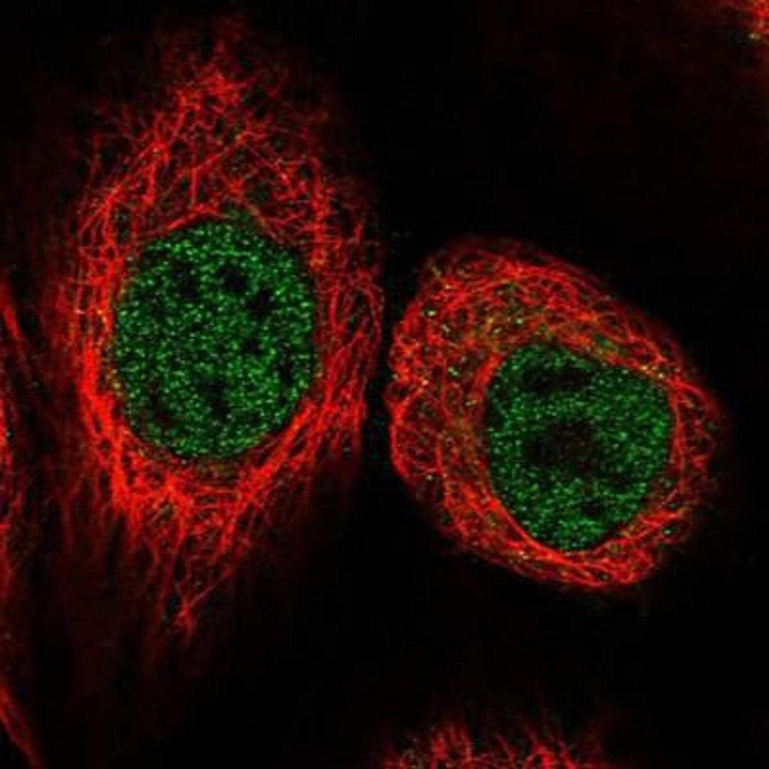 Immunocytochemistry/Immunofluorescence: BRUNOL4 Antibody [NBP1-89932] - Staining of human cell line A-431 shows positivity in nucleus but not nucleoli.