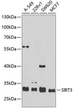 Western blot - SIRT3 antibody (A7307)