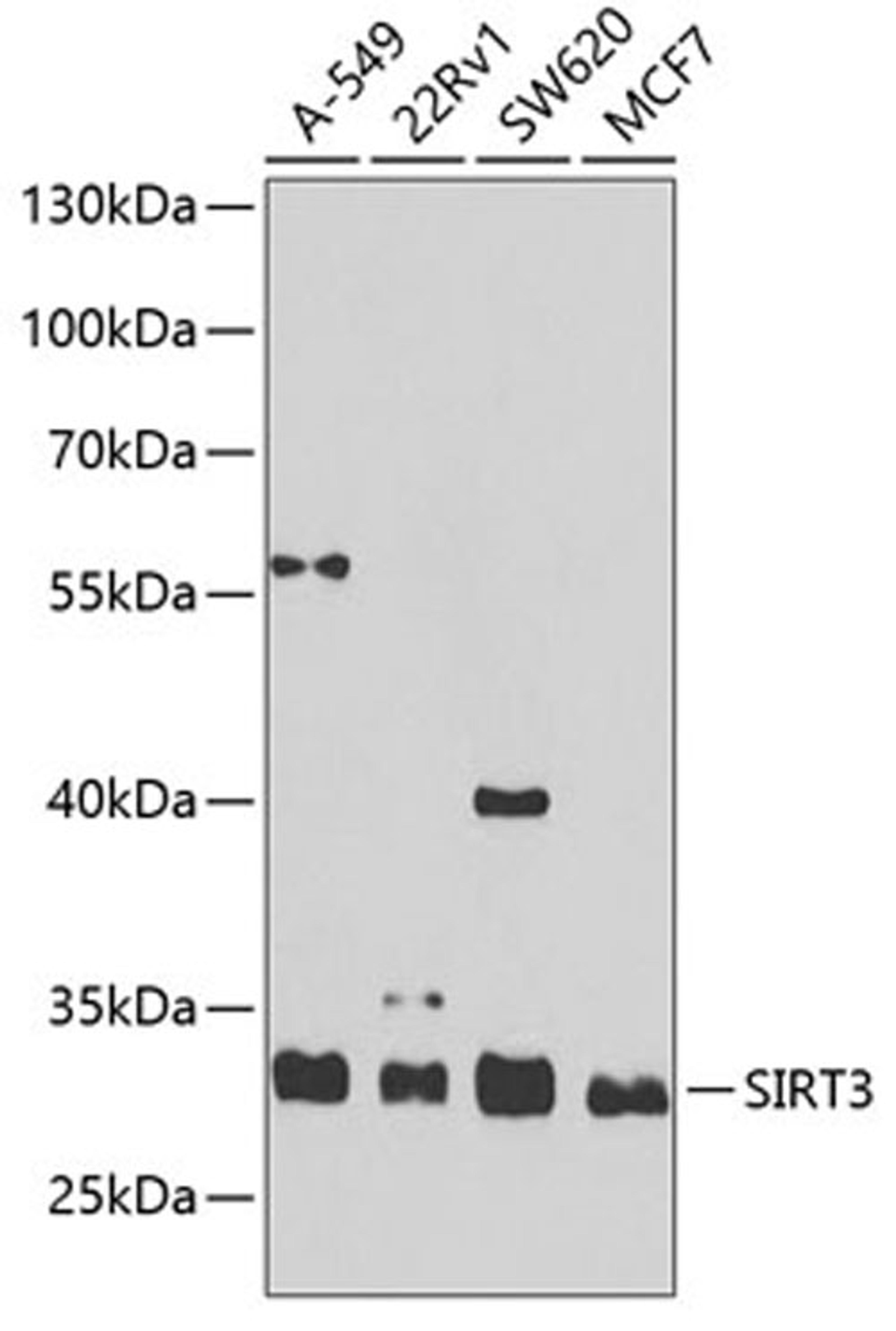 Western blot - SIRT3 antibody (A7307)