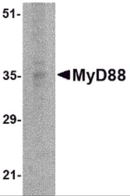 Western blot analysis of MyD88 in EL4 whole cell lysate with MyD88 antibody at 2 μg/mL.