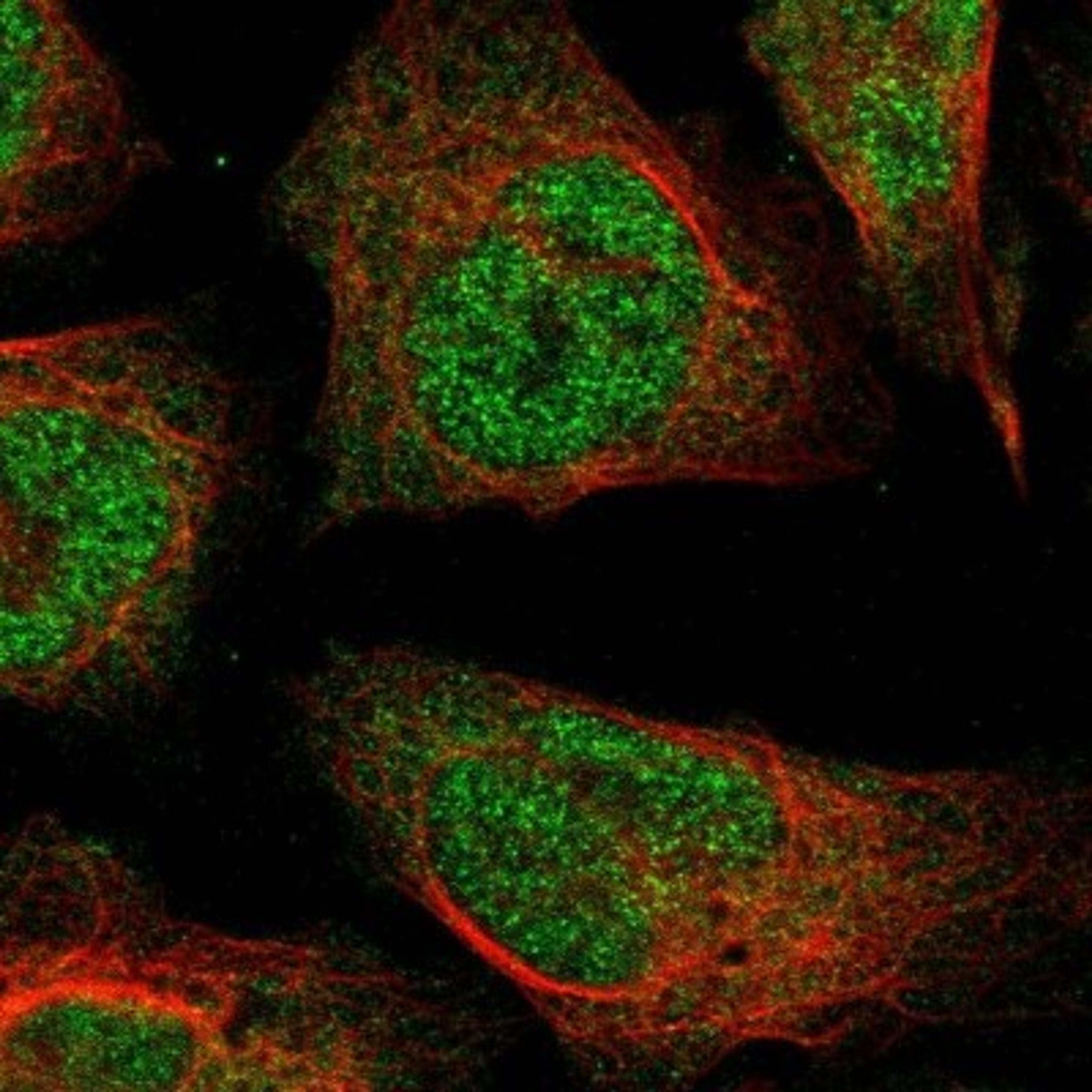 Immunocytochemistry/Immunofluorescence: WSCD2 Antibody [NBP1-93622] - Staining of human cell line U-2 OS shows positivity in nucleus but not nucleoli & cytoplasm.