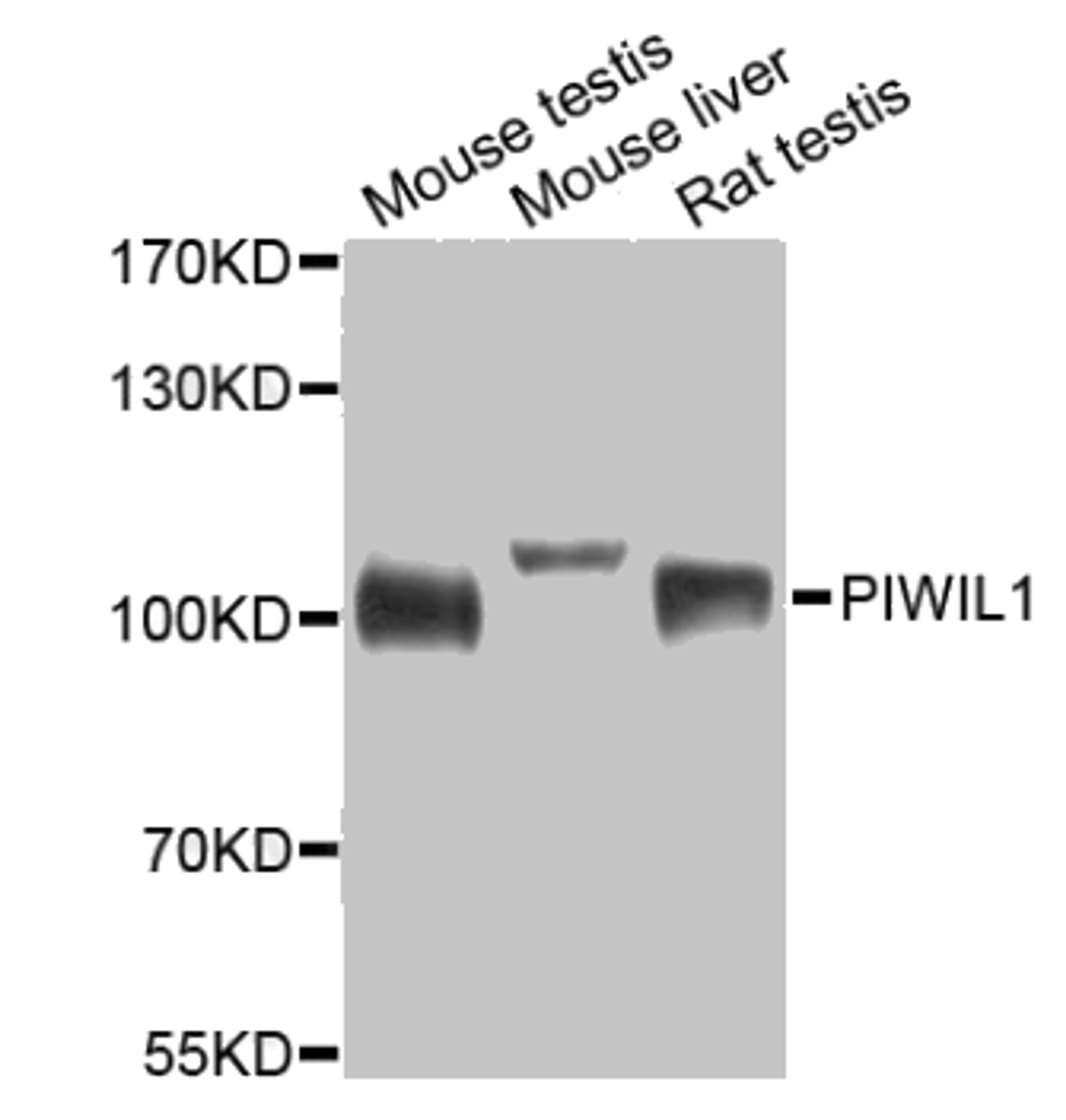 Western blot analysis of extracts of various cell lines, using MIWI antibody