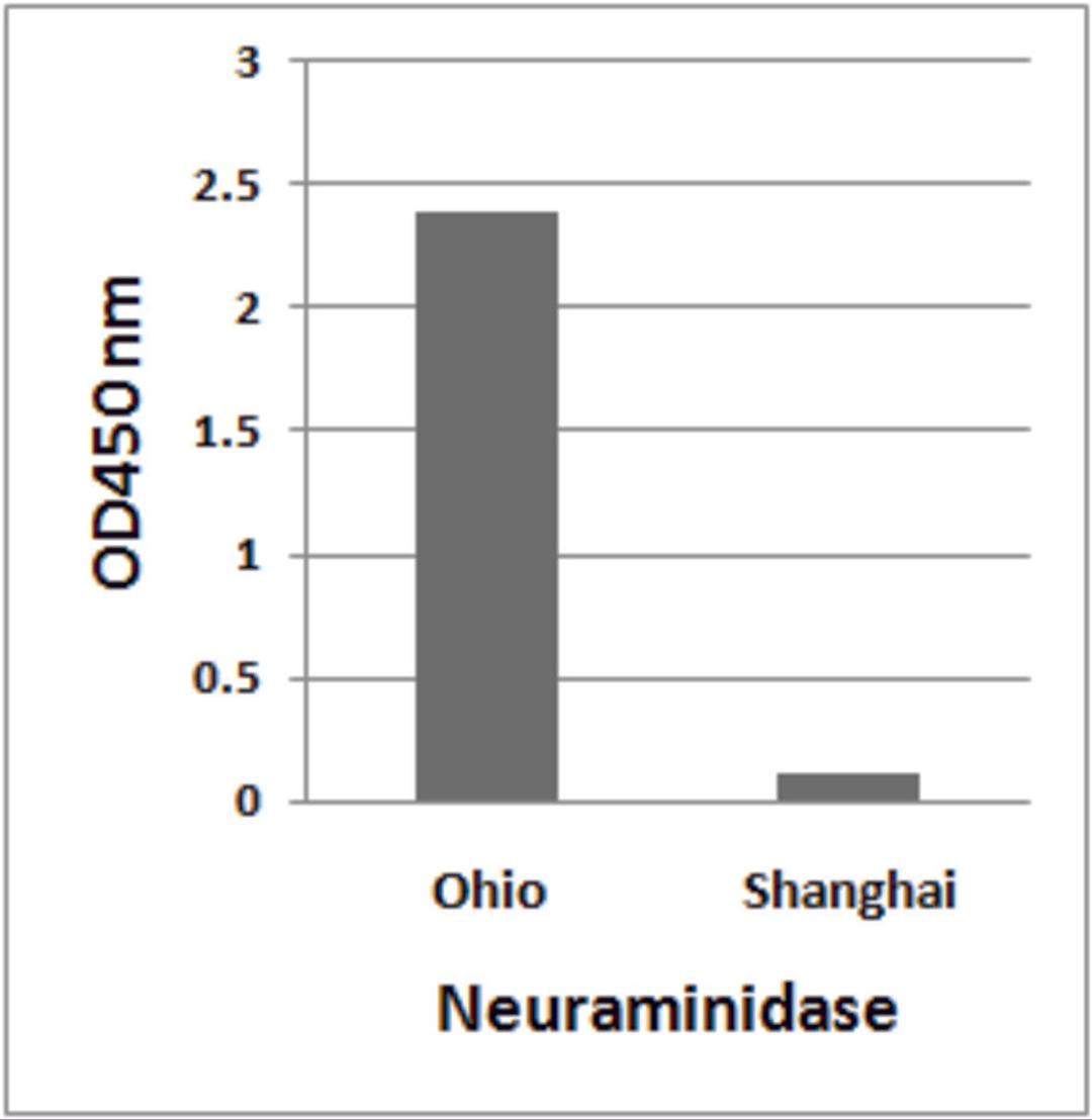 H7N9 Neuraminidase antibody (Cat. No. 7831 at 1 &#956;g/ml) detects 10 ng of H7N9 [Influenza A virus (A/blue-winged teal/Ohio/566/2006(H7N9))] Neuraminidase peptide, and not 10 ng of H7N9 [Influenza A virus (A/Shanghai/02/2013(H7N9))] Neuraminidase peptid